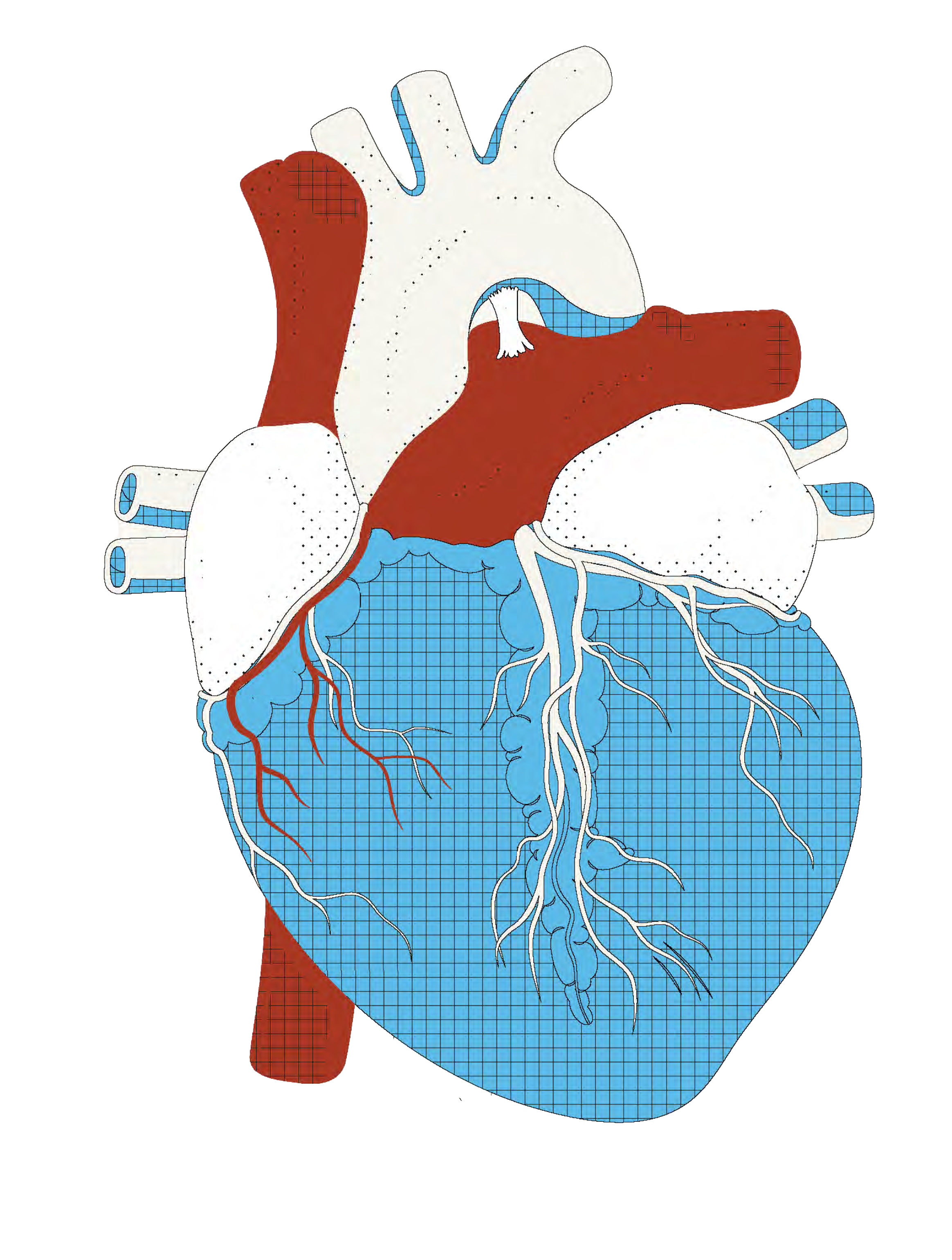 Illustrazione di un cuore