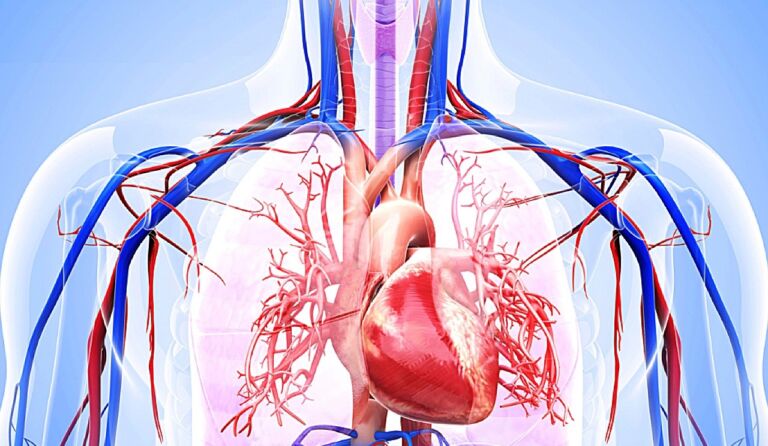 Cuore: i numeri del rischio