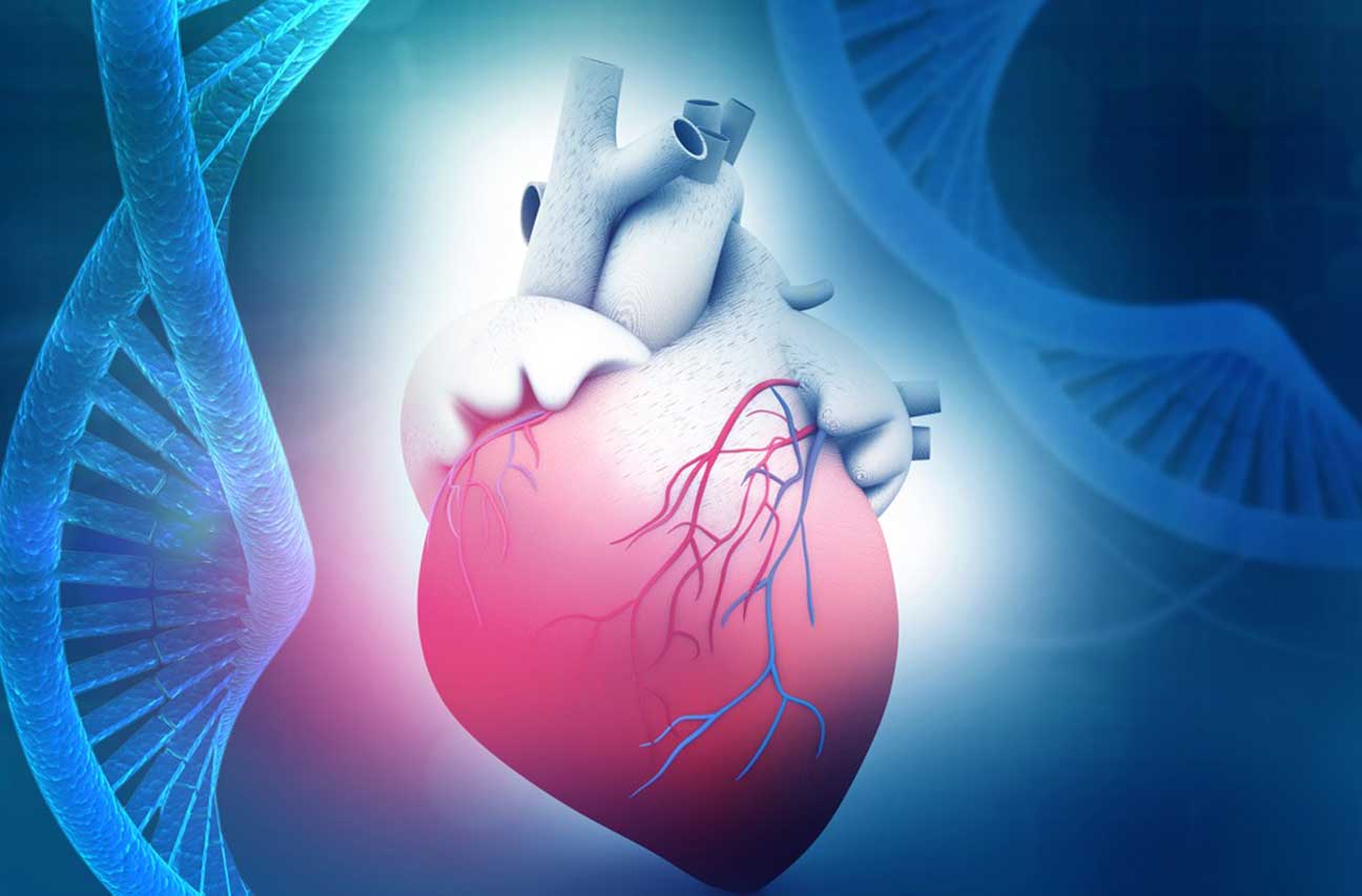 Conoscere il cuore che ereditiamo